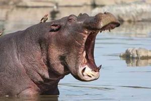 Необычный "пешеход": по испанскому городу разгуливал огромный бегемот