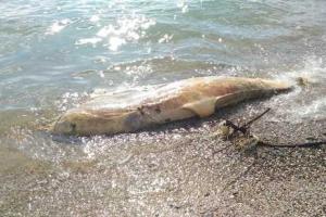 Пляжи Крыма нагоняют тоску на местных жителей, мечтающих о толпах туристов