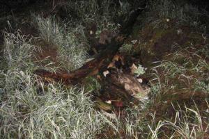 Любовь "до гроба": на Киевщине 16-летний парень задушил и обокрал свою возлюбленную