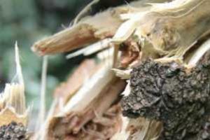 На Волыни ветка с дерева убила 52-летнего мужчину 