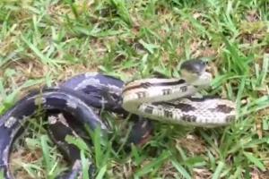 Змея отобрала смартфон у надоедливой американки