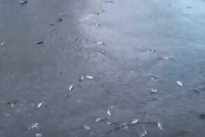 В российском Таганроге из-за обильных осадков жители ловили рыбу прямо на улицах города