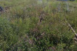 Как выглядит сегодня железная дорога в Дебальцево после прихода "ДНР"