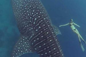 Завораживающее видео "прогулки" ныряльщицы с гигантской китовой акулой