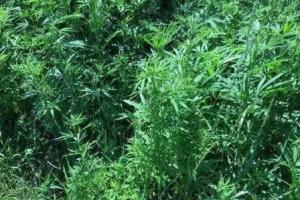 На Донетчине силовики уничтожили плантацию конопли