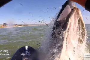 Неожиданная встреча: в Калифорнии серфингистка столкнулась с горбатым китом