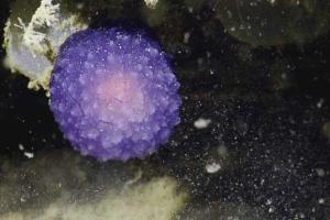 Ученые-океанологи у побережья Калифорнии нашли загадочный живой фиолетовый шар
