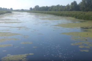 В реке Остер запретили купаться и ловить рыбу