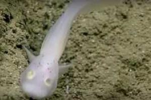 Ученые сняли на видео редкую рыбу-призрака, обитающую на дне Тихого океана