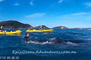 В Сеть попало впечатляющее видео, как огромный кит попросил помощи у людей