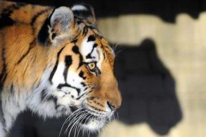 Фатальная прогулка по китайскому сафари-парку: женщину загрыз тигр