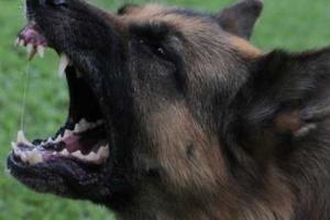 В Мариуполе бродячие собаки накинулись на пьяного бомжа 