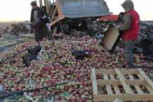 В России под бульдозер пустили более 46 тонн черешни и яблок из Польши и Украины