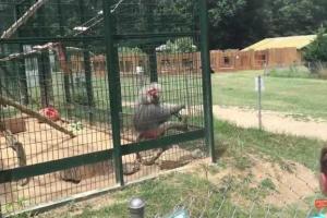 В американском зоопарке обезьяна жестко отомстила девочкам, кидающим камни в клетку