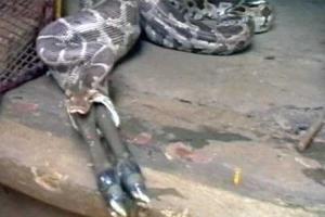 В Индии огромный питон попытался заглотить целую антилопу