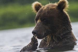 Медведица привела двух медвежат на многолюдный пляж в Калифорнии