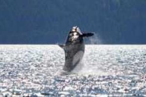 Ученые: в водах Мирового океана обитает старейший в мире кит-убийца