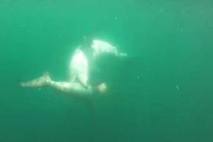 В сеть попали уникальные кадры смертельной схватки двух акул