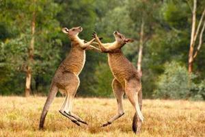 В сеть попало забавное видео: два кенгуру устроили "бои без правил"