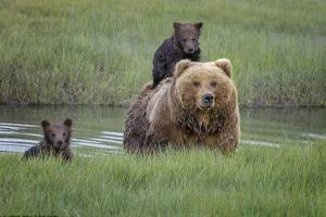 Сеть покорили трогательные снимки заботливой мамы-медведицы