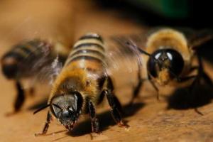 На Львовщине шершни покусали мужчину до смерти