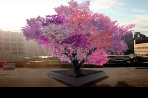 Американец выращивает чудо-деревья, на которых растут одновременно до 40 видов фруктов