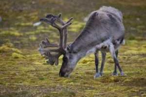 В Норвегии ударом одной молниии убито одновременно более 300 оленей
