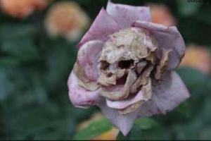 Депутаты Госдумы подарили Путину корзину роз с четным количеством цветов