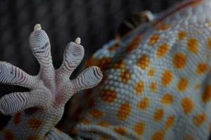 В Космос с особой миссией будет запущен робот-ящерица