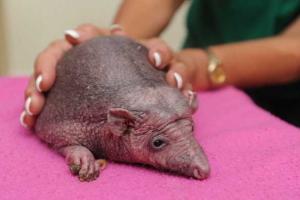 В Британии лысому ежу делают стимулирующий массаж для роста иголок