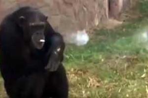 В зоопарке Пхеньяна настоящей достопримечательностью стала курящая шимпанзе Азалия