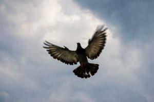 В Индии арестован голубь-посланец с угрозами в адрес премьера страны