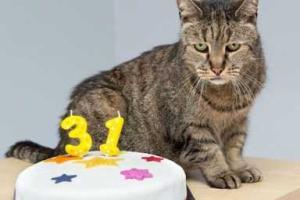 В США самый старый кот в мире отпраздновал свой 31-й день рождения