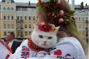 В Киеве проходит большая выставка кошек