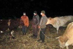 Луганские пограничники задержали трех украинцев, которые пытались перегнать в Россию коров