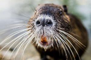 В российском Краснодаре в одном из бистро кормят гамбургерами с мясом грызунов