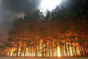 На территории Донбасса за годы войны полностью уничтожено 50 заповедников