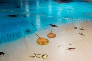 В Японии со скандалом закрыли каток, во льду которого заморожено 5 тысяч рыб