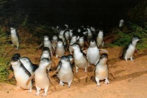 В Новой Зеландии построили подземный тоннель для самых маленьких в мире пингвинов