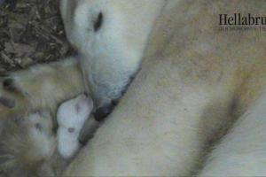 В зоопарке Мюнхена появился на свет новорожденный белый медвежонок