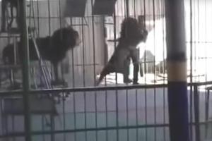 Шокирующая смерть в цирке: на глазах зрителей лев растерзал дрессировщика 18+