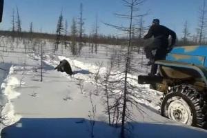 В Якутии вахтовики устроили кровавую охоту на медведя: животное давили грузовиками