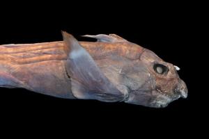 Ученым с помощью глубоководного дрона удалось снять на камеру редкую акулу-призрака