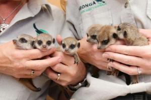 В Сиднее посетителям зоопарка "Таронга" показали шестерых детенышей сурикатов