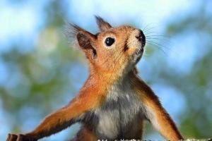 В Сиэтле белка-бандитка украла 150 разноцветных лампочек из рождественской гирлянды