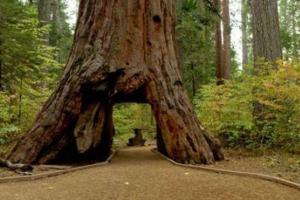 В Калифорнии знаменитая секвойя с тоннелем в стволе была повалена сильнейшей бурей