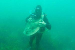 В сети появилась потрясающая подводная фотосессия австралийского дайвера с акулой