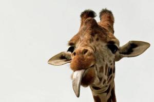 В Африке наглый жираф отобрал у туристов мороженое 