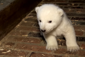 Полярный медвежонок из берлинского зоопарка становится звездой сети