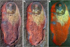 В Марокко обнаружены окаменелости неизвестного существа возрастом 480 млн лет